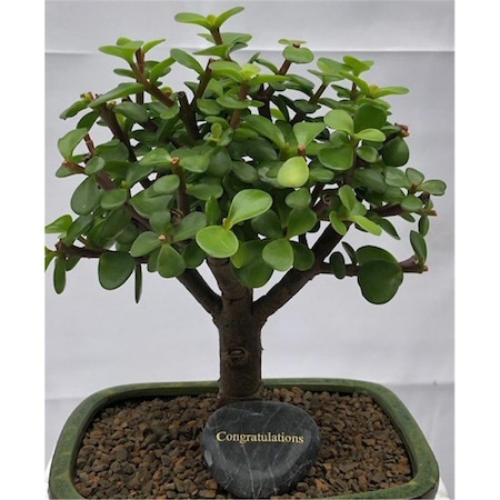 Parche Personalized Skipping Stone - Congratulations PA3336455